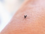 Dengue is a viral infection that spreads from mosquitoes and is common in tropical climates(unsplash)