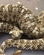 spider-tailed horned vipers (pseudocerastes urarachnoides)