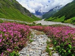Experience the vibrant bloom of the Valley of Flowers this monsoon season. Experience the vibrant bloom of the Valley of Flowers this monsoon season.