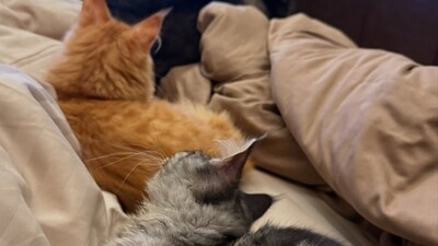 One of the picture found all of them cuddling with Rasha in her bed enjoying family time. Rasha also has a Siberian husky named Alaska. One of the picture found all of them cuddling with Rasha in her bed enjoying family time. Rasha also has a Siberian husky named Alaska. 