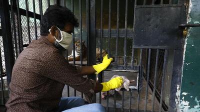 The PMC maintains that the irregularities observed at the now-defunct wildlife orphanage were administrative lapses—not deliberate violations. (FILE) The PMC maintains that the irregularities observed at the now-defunct wildlife orphanage were administrative lapses—not deliberate violations. (FILE)