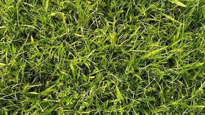 Reddit users were challenged to spot a camouflaged frog in green grass. (Reddit/Sea_Interaction7839) Reddit users were challenged to spot a camouflaged frog in green grass. (Reddit/Sea_Interaction7839)