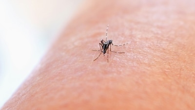 Dengue is a viral infection that spreads from mosquitoes and is common in tropical climates (unsplash) Dengue is a viral infection that spreads from mosquitoes and is common in tropical climates (unsplash)