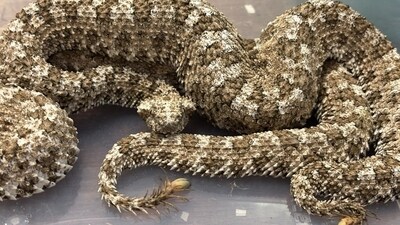 Three Spider-tailed horned vipers, which are highly venomous, were also seized. (X/@mumbaicus3) Three Spider-tailed horned vipers, which are highly venomous, were also seized. (X/@mumbaicus3)