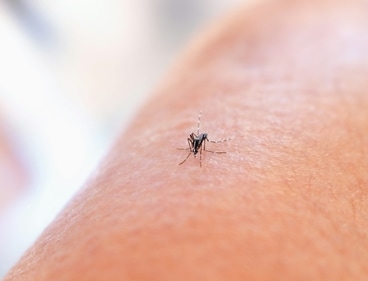Dengue is a viral infection that spreads from mosquitoes and is common in tropical climates (unsplash)