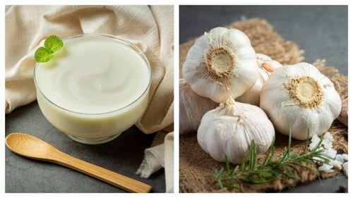 From yoghurt (probiotics) to garlic (prebiotics), gut benefits from a diverse, nutritionally rich diet. (Freepik) From yoghurt (probiotics) to garlic (prebiotics), gut benefits from a diverse, nutritionally rich diet. (Freepik)