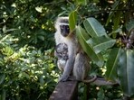 Monkey