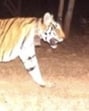 Panna Tiger Reserve’s Tigress T2 died on May 28