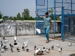 The plea said pigeon droppings caused "serious lung diseases." The plea said pigeon droppings caused "serious lung diseases."