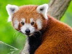 Red_Panda