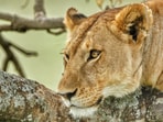 Authorities later confirmed that they euthanised the lioness involved in the incident.