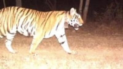 Panna Tiger Reserve’s Tigress T2 died on May 28 Panna Tiger Reserve’s Tigress T2 died on May 28