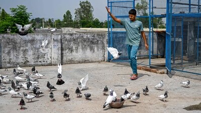 The plea said pigeon droppings caused "serious lung diseases." (AFP)