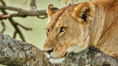 Authorities later confirmed that they euthanised the lioness involved in the incident. (Representational Image/Pexel ) Authorities later confirmed that they euthanised the lioness involved in the incident. (Representational Image/Pexel )