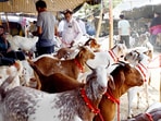 Hindu outfit in Bhopal urges Muslims to mark Bakrid with symbolic sacrifices using eco-friendly clay goats. (File) (Pic used for representation) Hindu outfit in Bhopal urges Muslims to mark Bakrid with symbolic sacrifices using eco-friendly clay goats. (File) (Pic used for representation)