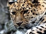 Leopard_