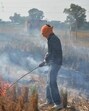 Paddy straw burning in Punjab and Haryana is one of the reasons behind the alarming spike in air pollution in the NCR in October and November. Paddy straw burning in Punjab and Haryana is one of the reasons behind the alarming spike in air pollution in the NCR in October and November.