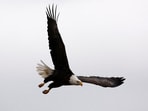 Sunny, the bald eagle in California’s Big Bear Valley, has taken flight.