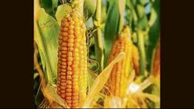 Farmers adopting maize cultivation will receive a financial incentive of ₹17,500 per hectare, aimed at promoting a more sustainable agriculture ecosystem, besides boosting farmers’ income, agriculture minister Gurmeet Singh Khudian said. Farmers adopting maize cultivation will receive a financial incentive of ₹17,500 per hectare, aimed at promoting a more sustainable agriculture ecosystem, besides boosting farmers’ income, agriculture minister Gurmeet Singh Khudian said.