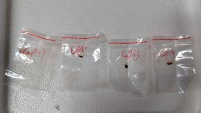 Fusarium graminearum was found at a University of Michigan lab after two Chinese nationals allegedly smuggled it into the US, possibly to pose a food security threat. Images of the harmful fungus are now circulating widely on social media. (X) Fusarium graminearum was found at a University of Michigan lab after two Chinese nationals allegedly smuggled it into the US, possibly to pose a food security threat. Images of the harmful fungus are now circulating widely on social media. (X)