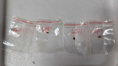 Fusarium graminearum was found at a University of Michigan lab after two Chinese nationals allegedly smuggled it into the US, possibly to pose a food security threat. (X) Fusarium graminearum was found at a University of Michigan lab after two Chinese nationals allegedly smuggled it into the US, possibly to pose a food security threat. (X)