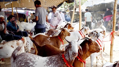 Hindu outfit in Bhopal urges Muslims to mark Bakrid with symbolic sacrifices using eco-friendly clay goats. (File) (Pic used for representation) (Hindustan Times) Hindu outfit in Bhopal urges Muslims to mark Bakrid with symbolic sacrifices using eco-friendly clay goats. (File) (Pic used for representation) (Hindustan Times)