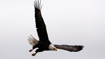 Sunny, the bald eagle in California’s Big Bear Valley, has taken flight. (Representational image/ REUTERS)