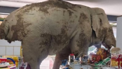 The viral video showed an elephant in Thailand entering a store. (Instagram/bangkokcommunityhelp) The viral video showed an elephant in Thailand entering a store. (Instagram/bangkokcommunityhelp)