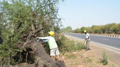 To achieve the goal of 33% forest cover, the campaign must continue for the next 20 years in mission mode. (HT PHOTO) (Hindustan Times) To achieve the goal of 33% forest cover, the campaign must continue for the next 20 years in mission mode. (HT PHOTO) (Hindustan Times)