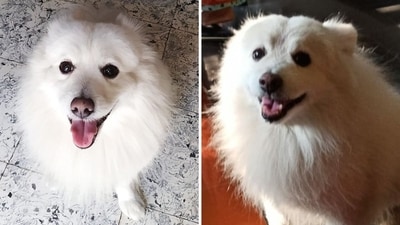 Meet Peach, the brave pooch who overcame death and abandonment to emerge stronger and happier