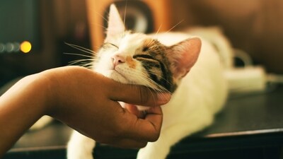 About 90% of allergic pets react to environmental triggers. (Unsplash) About 90% of allergic pets react to environmental triggers. (Unsplash)