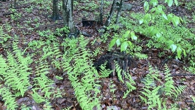 Reddit users struggled to find a baby deer cleverly hidden in a rainy forest scene. (Reddit/Chati) Reddit users struggled to find a baby deer cleverly hidden in a rainy forest scene. (Reddit/Chati)