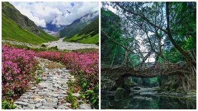 World Environment Day 2025: Valley Of Flowers (Left) to Living Roots Bridges of Meghalaya, natural wonders you misit visit once in your lifetime. World Environment Day 2025: Valley Of Flowers (Left) to Living Roots Bridges of Meghalaya, natural wonders you misit visit once in your lifetime.