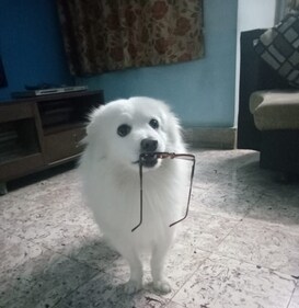 A pair of glasses stolen - again!