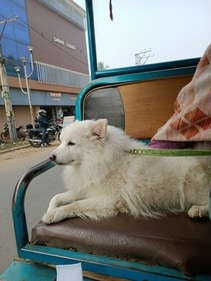 Peach enjoying a breezy morning