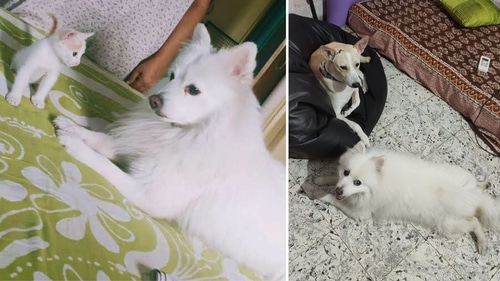 Peach bonding with two other rescued babies