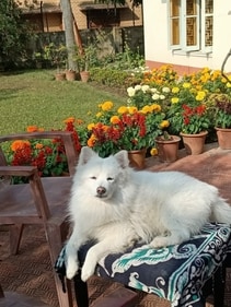 Peach soaking in the winter sunshine at his favorite garden house
