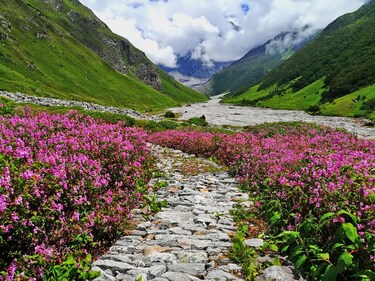 The Valley Of Flowers opened for tourist on June 1. (euttaranchal) The Valley Of Flowers opened for tourist on June 1. (euttaranchal)