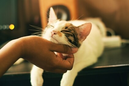 Tips to keep your pets happy as they struggle with monsoon allergies. (Unsplash)