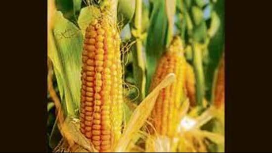Farmers adopting maize cultivation will receive a financial incentive of ₹17,500 per hectare, aimed at promoting a more sustainable agriculture ecosystem, besides boosting farmers’ income, agriculture minister Gurmeet Singh Khudian said.