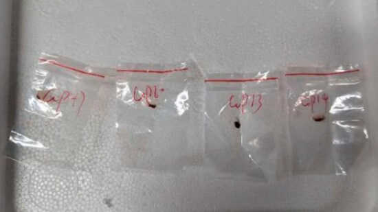 Fusarium graminearum was found at a University of Michigan lab after two Chinese nationals allegedly smuggled it into the US, possibly to pose a food security threat. Images of the harmful fungus are now circulating widely on social media. (X)