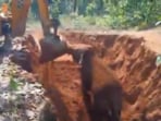 Forest staff saved a trapped elephant calf in Raigarh; its touching gesture of gratitude towards the rescue machine went viral online. Forest staff saved a trapped elephant calf in Raigarh; its touching gesture of gratitude towards the rescue machine went viral online.