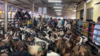Goats perish due to abattoir’s neglect, traders claim Goats perish due to abattoir’s neglect, traders claim