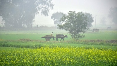 A view of the mustard fields of Punjab. (Sameer Sehgal/ Hindustan Times)