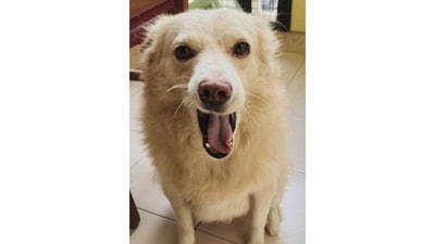 Meet Yuuki, an adorable little pooch whose only aim in life is to spread joy. The smile you see is everlasting, and has the power to heal a thousand wounds. (Image provided by Vaishnavi Vaidyanathan) Meet Yuuki, an adorable little pooch whose only aim in life is to spread joy. The smile you see is everlasting, and has the power to heal a thousand wounds. (Image provided by Vaishnavi Vaidyanathan)