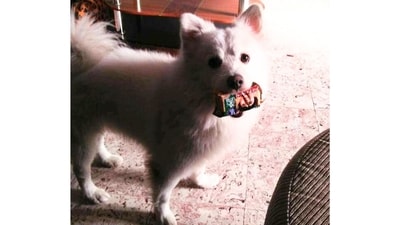 Meet Peach, a brave little dog who overcame neglect and abandonment before he finally found a loving home. Despite his struggles and a traumatic childhood, he emerged stronger and taught the world to embrace and spread joy no matter how hard life gets. (Image by Sumanti Sen) Meet Peach, a brave little dog who overcame neglect and abandonment before he finally found a loving home. Despite his struggles and a traumatic childhood, he emerged stronger and taught the world to embrace and spread joy no matter how hard life gets. (Image by Sumanti Sen)