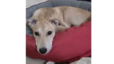 This is Pogo, a sweet little pup who fills people's lives with love and laughter. Pogo's big, beady, expressive eyes never fail to amaze loved ones. (Image provided by Vaishnavi Vaidyanathan) This is Pogo, a sweet little pup who fills people's lives with love and laughter. Pogo's big, beady, expressive eyes never fail to amaze loved ones. (Image provided by Vaishnavi Vaidyanathan)