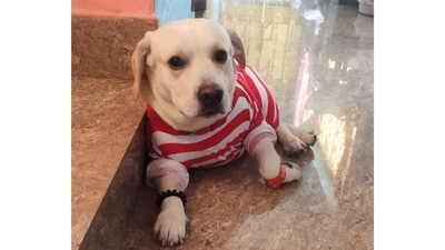 Guddu, a four-year-old puppy, is a happy and carefree soul whose favorite activity is sleeping! And yes, beware of Guddu's adorable zoomies – the little one isn't trading that habit for anything else. (Image provided by Sankhadeep Banerjee) Guddu, a four-year-old puppy, is a happy and carefree soul whose favorite activity is sleeping! And yes, beware of Guddu's adorable zoomies – the little one isn't trading that habit for anything else. (Image provided by Sankhadeep Banerjee)