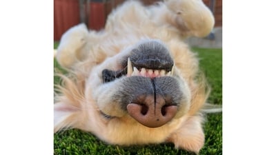 Meet Mister Beau Peeps, a sweet three-year-old mix of American Golden and English Cream Retriever. He’s a total people-lover, a certified Greenie connoisseur, and an unapologetic beggar for belly and back rubs. His signature move is a friendly jump to say hello (he’s working on it ) and if you respond with love, prepare for an explosion of zoomies. (Image provided by Nicole C.) Meet Mister Beau Peeps, a sweet three-year-old mix of American Golden and English Cream Retriever. He’s a total people-lover, a certified Greenie connoisseur, and an unapologetic beggar for belly and back rubs. His signature move is a friendly jump to say hello (he’s working on it ) and if you respond with love, prepare for an explosion of zoomies. (Image provided by Nicole C.)