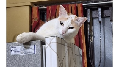 Kaju is a beautiful female cat who aspired to be a model – but ended up spending her days snuggling down in her comfortable bed – or atop the refrigerator – because obviously, she discovered that nothing beats the luxurious lifestyle she has! She didn't always have it, though. She found a forever home after a kind cat mom adopted her. (Image provided by Tapashi Dey) Kaju is a beautiful female cat who aspired to be a model – but ended up spending her days snuggling down in her comfortable bed – or atop the refrigerator – because obviously, she discovered that nothing beats the luxurious lifestyle she has! She didn't always have it, though. She found a forever home after a kind cat mom adopted her. (Image provided by Tapashi Dey)
